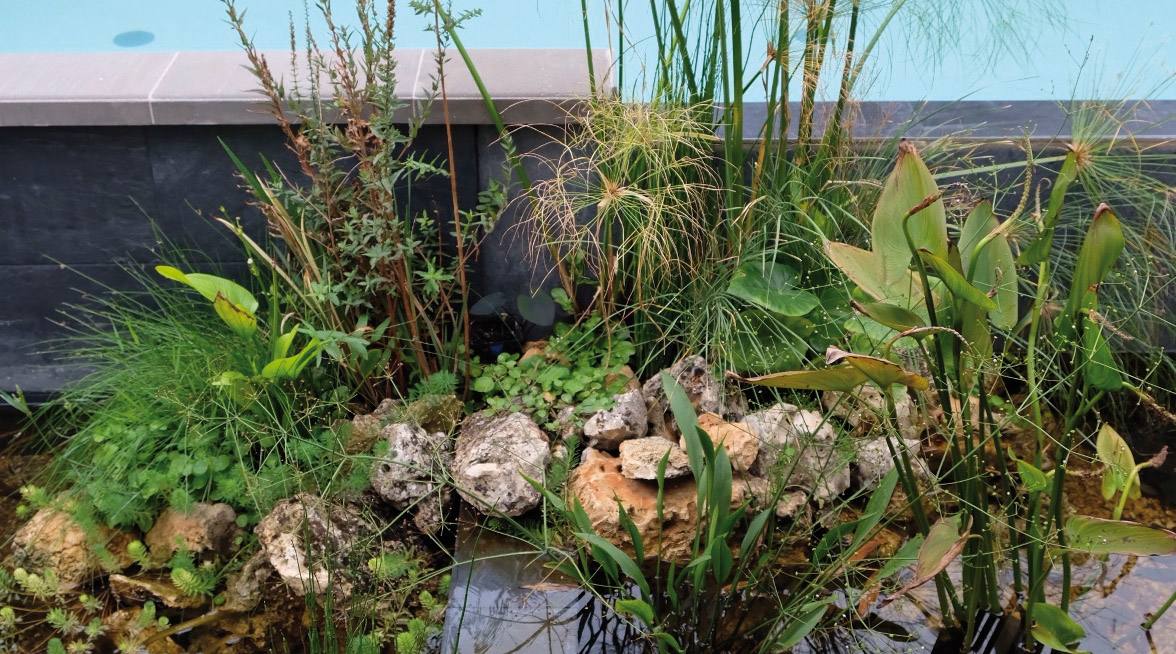 Filtración biológica con plantas equiclor1 Filtración biológica con plantas: el futuro saludable y sostenible para las piscinas