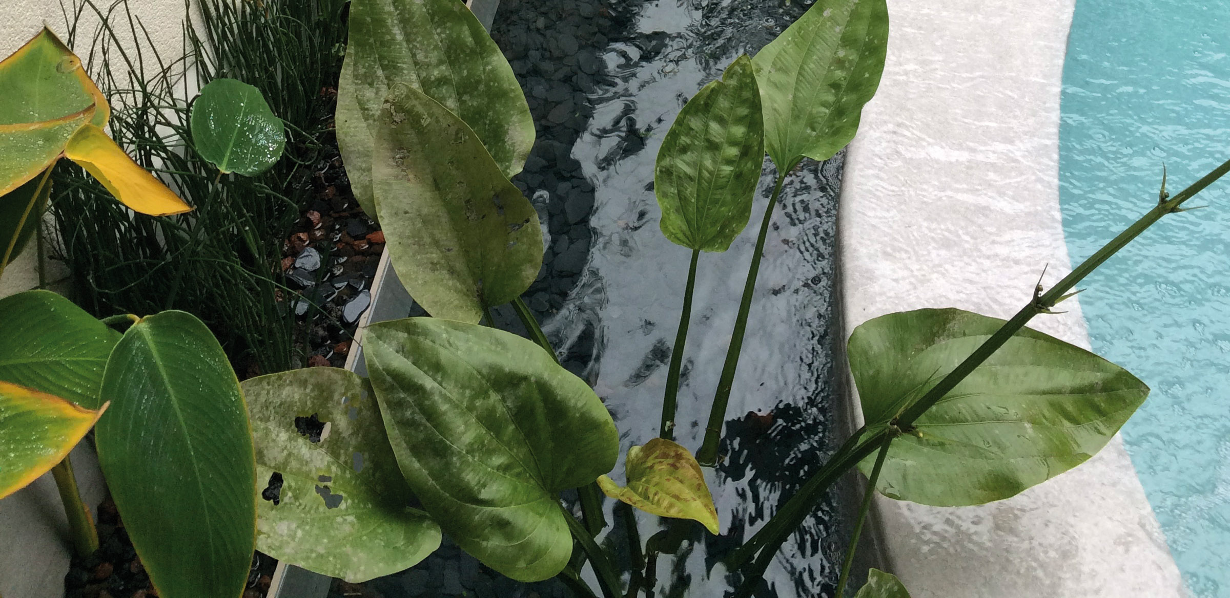 Filtración biológica con plantas equiclor5a Filtración biológica con plantas: el futuro saludable y sostenible para las piscinas