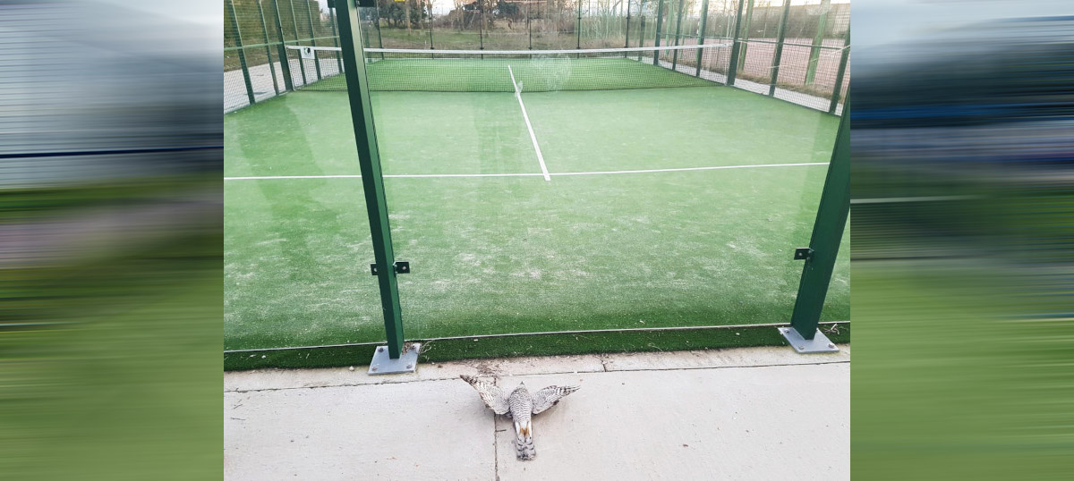 Licencia ambiental pistas padel 05